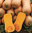 Насіння Гарбуз Арахісове масло Eco-semena 10 г, фото 3