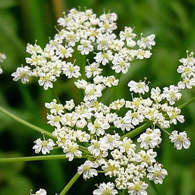 Протипаразитарні, антигельмінтні