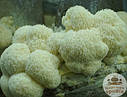 Геріцій гребінчастий (Їжовик) свіжий (Hericium erinaceus)., фото 6