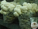 Геріцій гребінчастий (Їжовик) свіжий (Hericium erinaceus)., фото 7