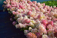 Гортензія волотиста Тач оф Пінк \ Hydrangea paniculata Touch of Pink ( саджанці 3 роки С5л ) Новинка, фото 3