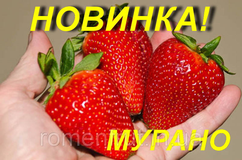Суниця "Мурано" (фріго А), фото 1