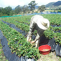 Пленки для теплиц и парников