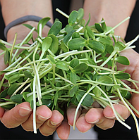 СОНЯШНИК Мікрозелень, насіння зерна соняшника органічні для пророщування 50 грам