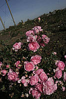Біло-рожева почвопокровная троянда., фото 4