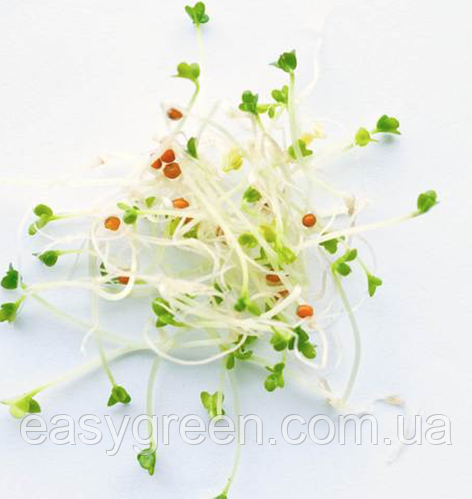 ГОРЧИЦА Микрозелень, семена зерна горчицы органические для проращивания ...