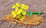 ГІРЧИЦЯ Мікрозелень, насіння зерна гірчиці органічні для пророщування 50 грам, фото 2