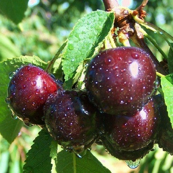 Черешня Мелитопольская чёрная открытая корневая система