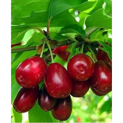 Кизил "Семён" сеянец 5-6 лет, окс