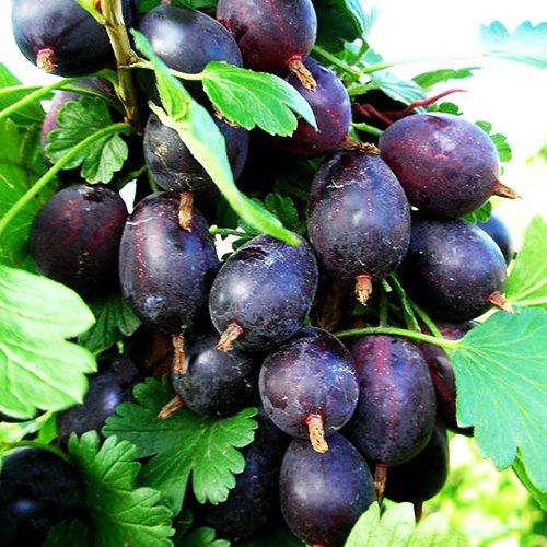 Крыжовник "Черномор" открытая корневая система