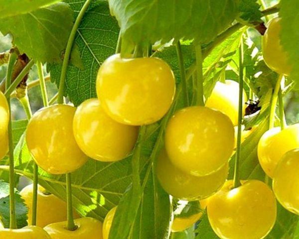 Черешня "Жовточок" відкрита коренева система