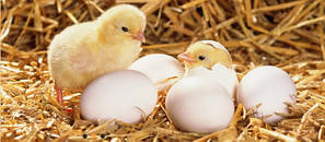 Побутові інкубатори для яєць