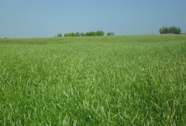 Буркун однорічний (буркун) 500г