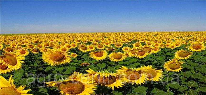 Насіння соняшника Рембо
