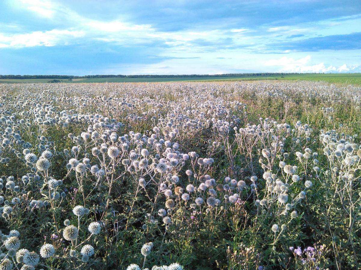 Мордовник кульоголовий (крутай, головатень) 100 г, фото 1