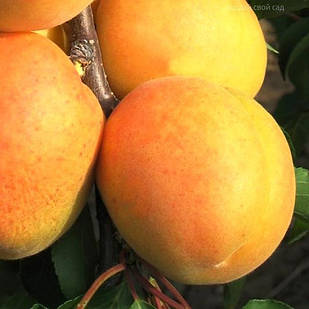 Саджанці Абрикоса Персиковий - середній, великоплідний, солодкий