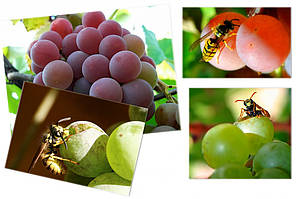 Мішки від ос на виноград фіолетові 5 кг, 28*40 см (сітка-мішок для винограду). Від ос, мошок та ін. комах!!, фото 2