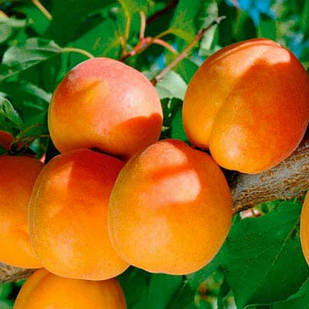 Саджанці Абрикоса Шедевр - середній, зимостійкий, урожайний
