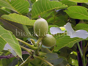 Саджанці волоського горіха Фернетте (Fernette)