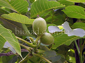 Волоський горіх Фернетте (Fernette) (2-річний)