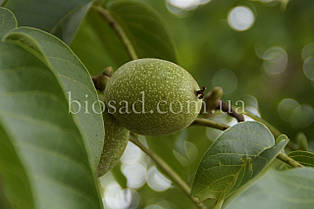 Волоський горіх Фернетте (Fernette) (1-річний)