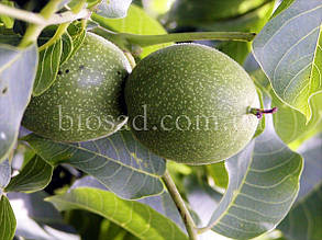 Волоський горіх Буковинський 2 (1-річний)