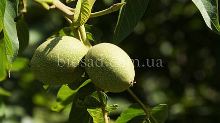 Волоський горіх Буковинський 2 (3-х річний), фото 2