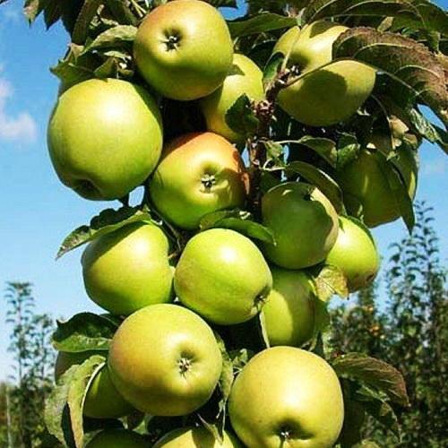 Саджанці колоновидної Яблуні Президент - пізньо-літня, невибаглива, зимостійка, фото 1