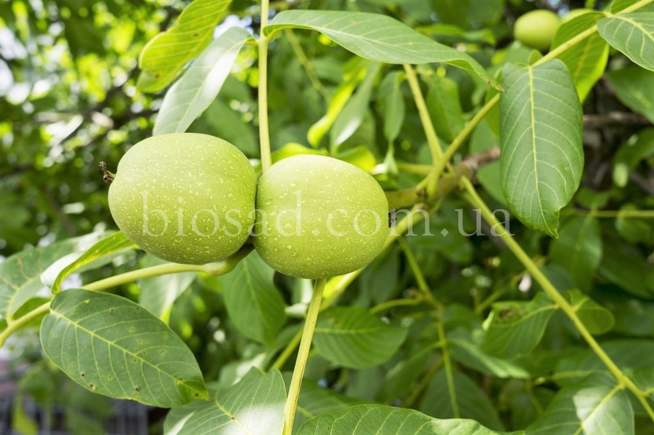 Волоський горіх Кишинівський (Щеплений)