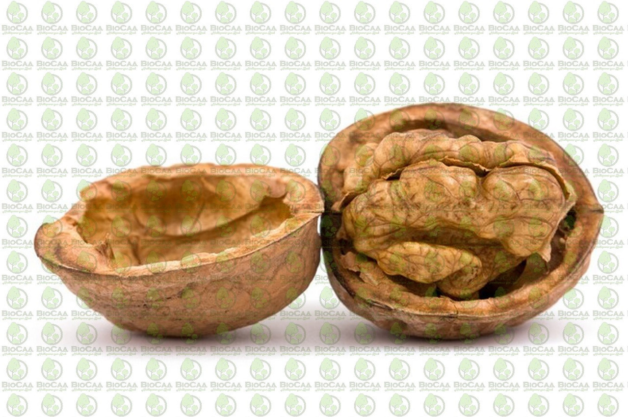 Волоський горіх Васіон (3-річний)