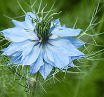 Нігелла посівна, чорний кмин, чорнушка (Nigella sativa) (насіння 1 г)