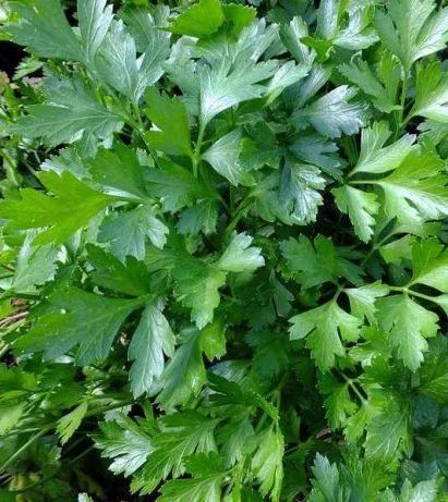 Насіння Петрушки Гігантела 50 г Раннє. зіп-пакет., фото 1