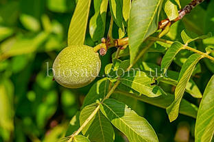 Волоський горіх Прикарпатський (1-річний)