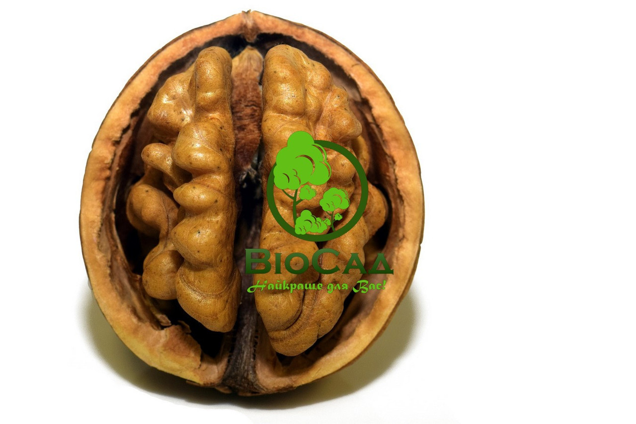 Волоський горіх Рудківський (2-річний)