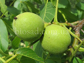 Волоський горіх Чернівецький 1 (1-річний)