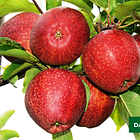 Саджанці Яблуні Камео - зимова, крупноплідна, зимостійка, фото 2