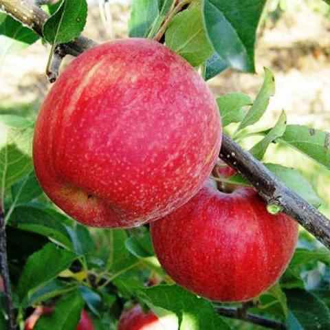 Саджанці Яблуні Бребурн - зимова, урожайна, зимостійка, фото 1