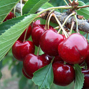 Саджанці Черешні Лапинс - середнього терміну, морозостійка, невибаглива, соковита