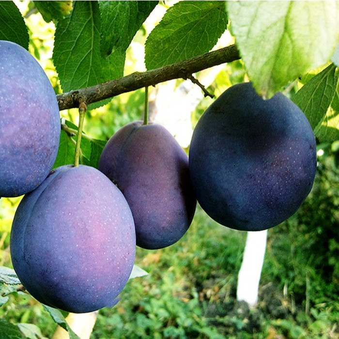 Саджанці Сливи Хаганта - пізнього терміну, урожайна, морозостійка., фото 1