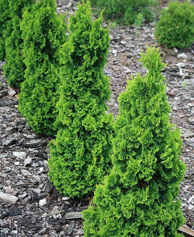 Туя західна Zmatlik 4 річна, Туя західна Зматлик, Thuja occidentalis Zmatlik, фото 1