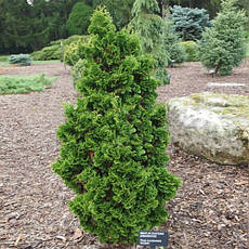 Туя західна Zmatlik 4 річна, Туя західна Зматлик, Thuja occidentalis Zmatlik, фото 3