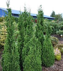 Туя західна Zmatlik 4 річна, Туя західна Зматлик, Thuja occidentalis Zmatlik, фото 5