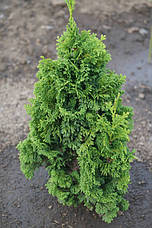 Туя західна Zmatlik 4 річна, Туя західна Зматлик, Thuja occidentalis Zmatlik, фото 6