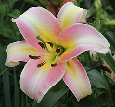 Лілія ОТ-гібрид Urandi (Уранді) 1 цибулина 12/14