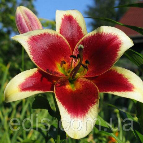 Лілія ОТ гібрид Red Dutch (Ред Датч) 1 цибулина 12/14