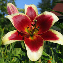 Лілія ОТ-гібрид Red Dutch (Ред Датч) 1 цибулина 12/14