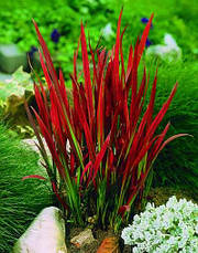 Імперата циліндрична Red Baron 1 рік, Императа циліндрична Ред Барон, Imperata cylindrica Red Baron, фото 2