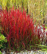 Імперата циліндрична Red Baron 1 рік, Императа циліндрична Ред Барон, Imperata cylindrica Red Baron, фото 3