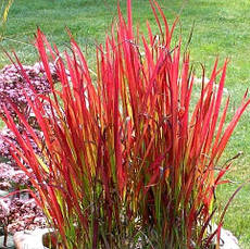 Імперата циліндрична Red Baron 1 рік, Императа циліндрична Ред Барон, Imperata cylindrica Red Baron, фото 5