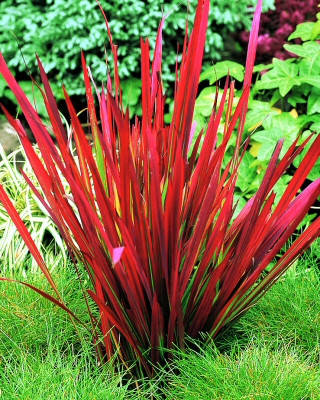 Імперата циліндрична Red Baron 1 рік, Императа циліндрична Ред Барон, Imperata cylindrica Red Baron, фото 1